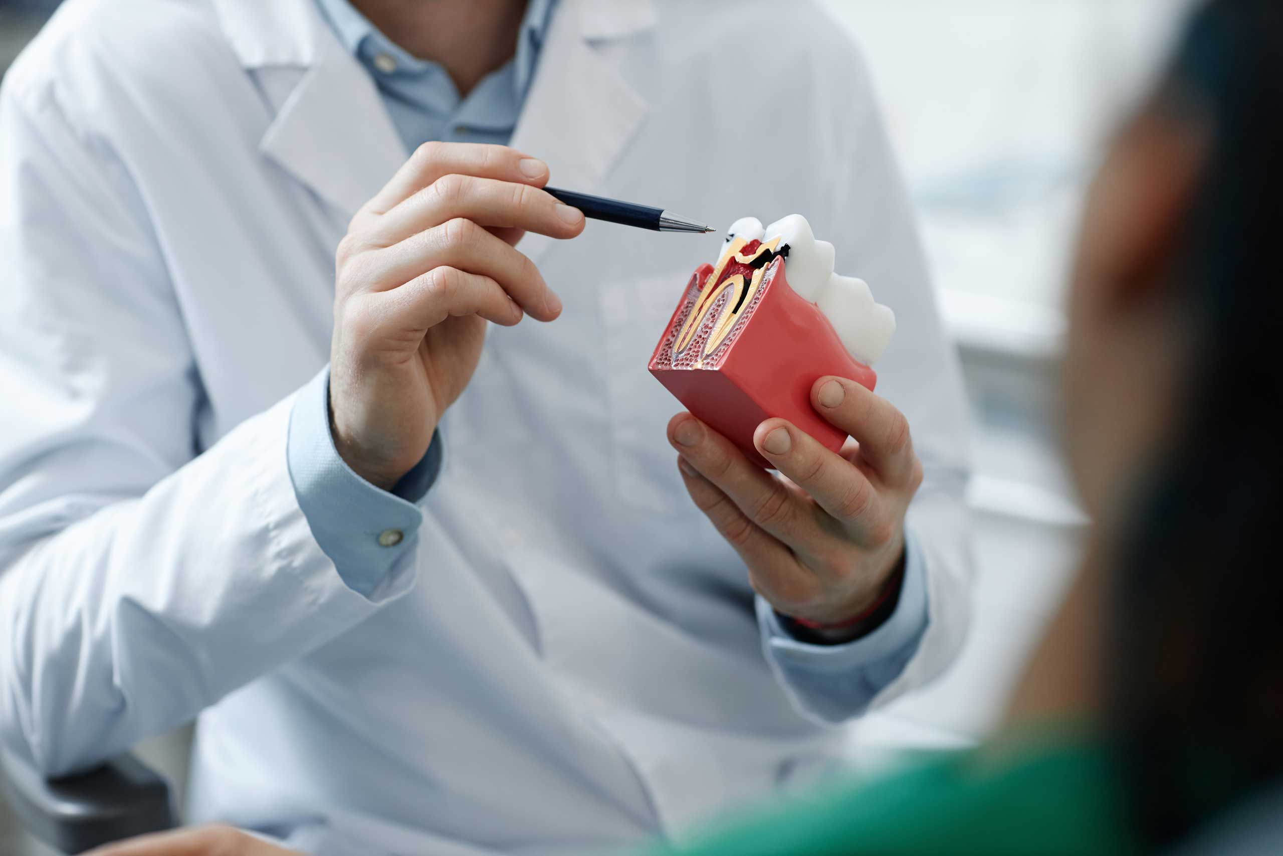 Dentist explaining a tooth model